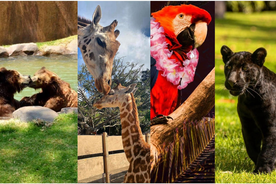 Ahora tienes opciones a tours VIP e incluso podr&aacute;s apadrinar a tu animal favorito. (Fotomontaje Erivan Campos)