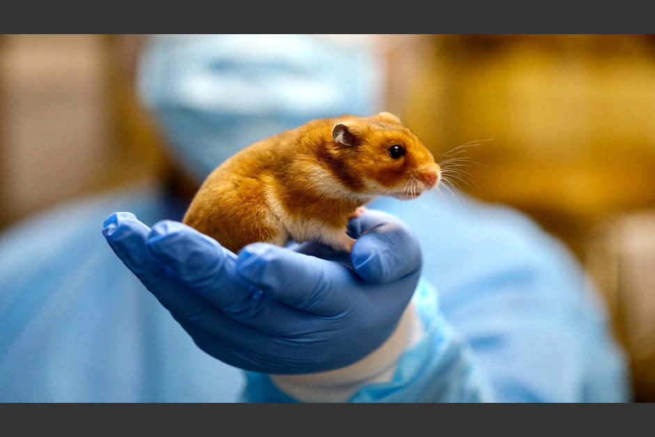 As&iacute; lo indicaron expertos de la Universidad de Hong Kong&nbsp;(Foto Mashable SEA)