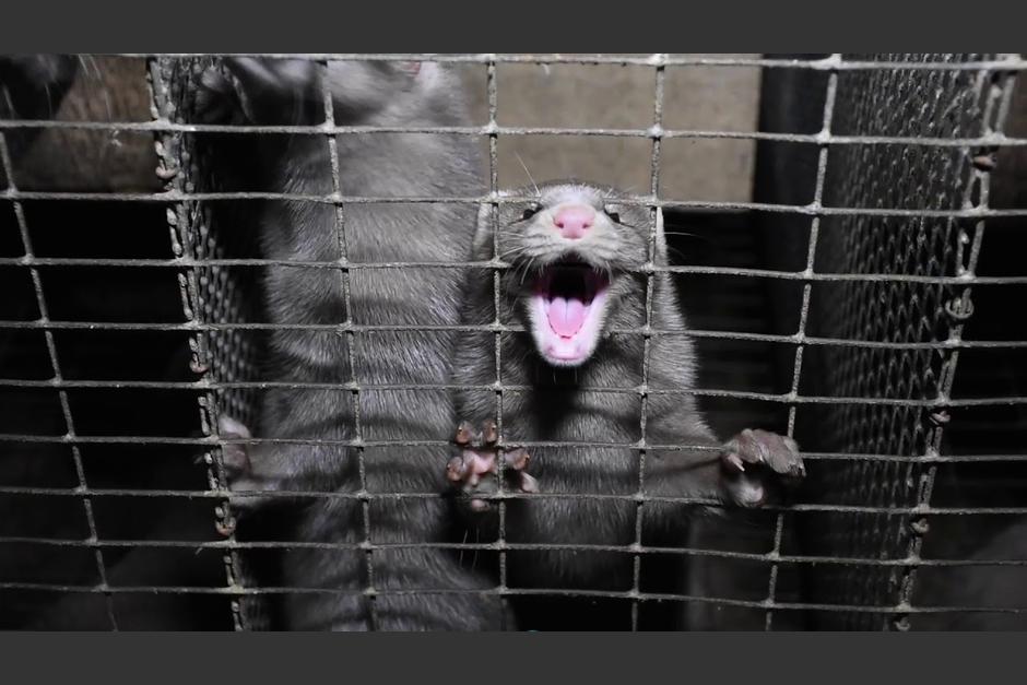 La piel de visón es utilizada en la elaboración de abrigos de invierno. (Foto: PETA)