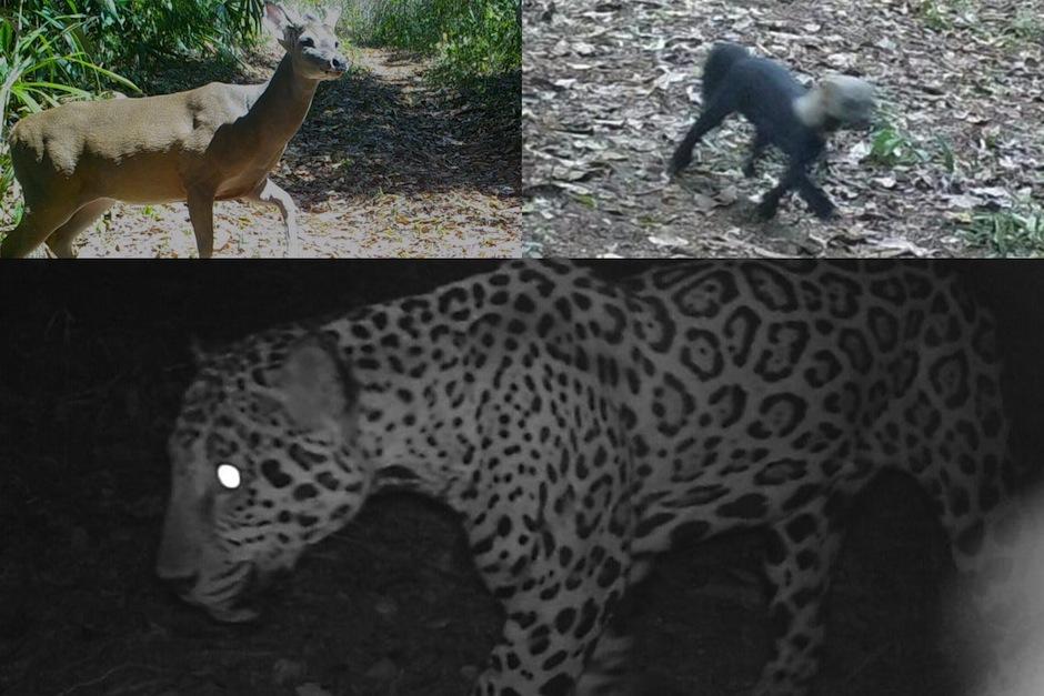 C&aacute;maras detectan el paseo de varias especies que deambulan libres en Pet&eacute;n. (Fotos: Conap)