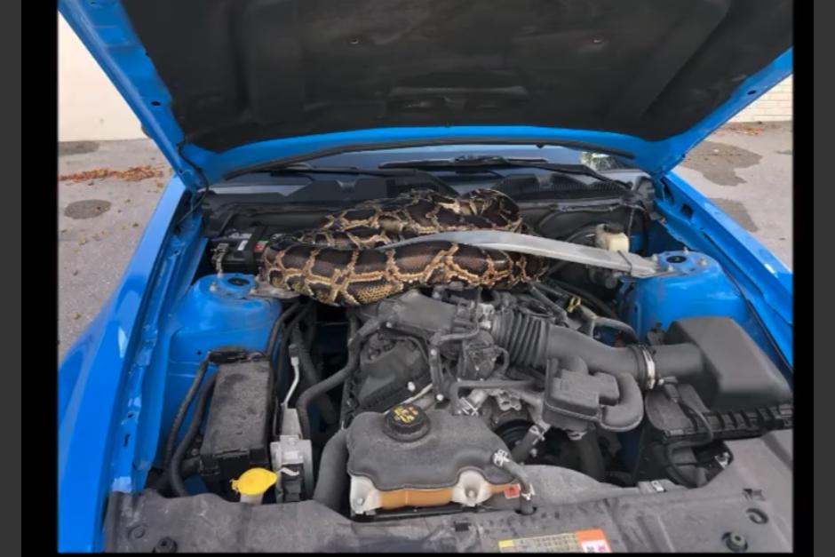 La enorme serpiente estaba escondida bajo el capó del automóvil. (Foto: captura de pantalla)