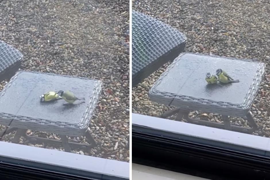 Es tendencia un pájaro que "revive" a otro. (Fotos: Upsocl)&nbsp;