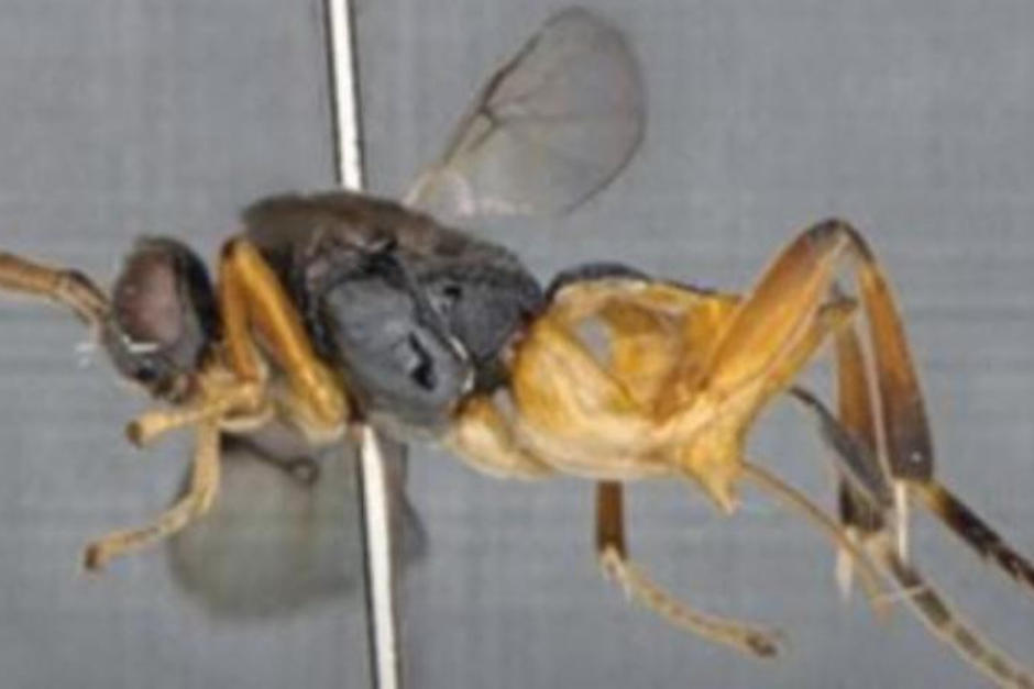 La avispa parasita a sus víctimas al emerger por sorpresa desde debajo del agua. (Foto: Oficial)