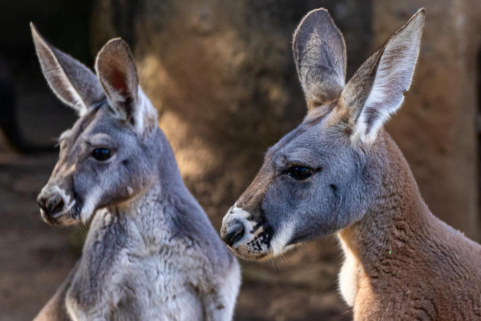 Los nuevos inquilinos son un par de canguros. (Foto: Zoo La Aurora)