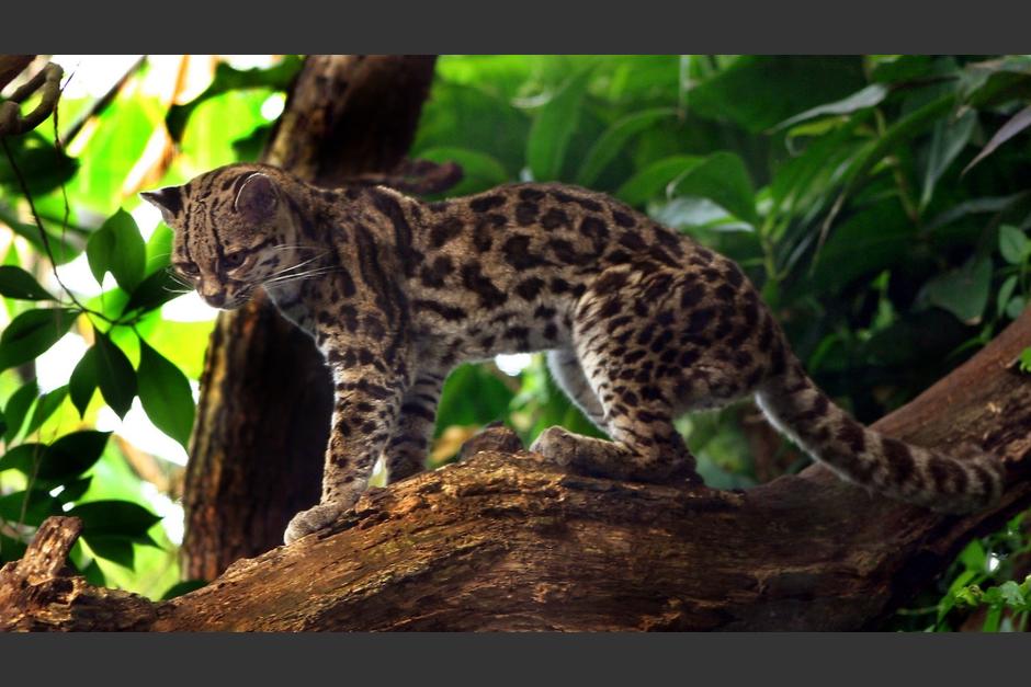 Un tigrillo fue atropellado en la Franja Transversal del Norte. (Foto: Cammons)