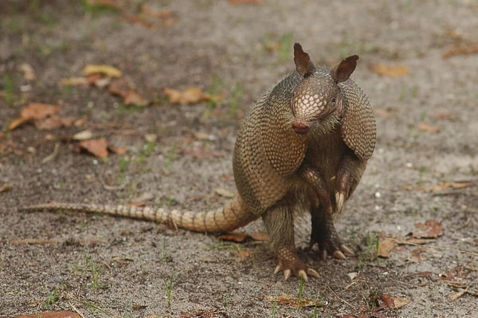 Autoridades sorprenden a depredadores llevando un armadillo y tres iguanas. (Foto: Piqsels)&nbsp;