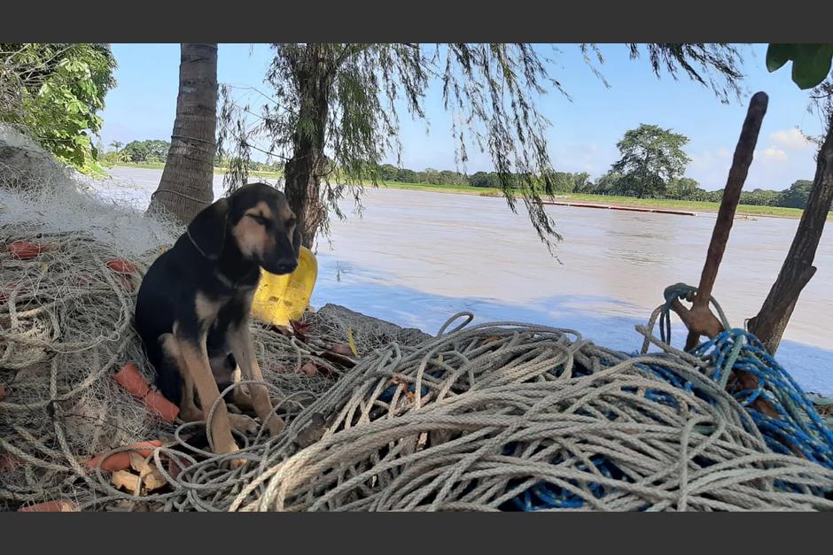 El perro fue arrastrado por la corriente de un r&iacute;o en Izabal. (Foto: CRG)&nbsp;