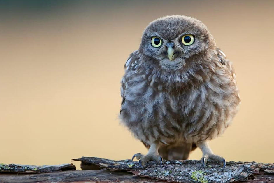 Al revisar el árbol que adornará el Rockefeller Center encontraron a un pequeño búho. (Foto:Piqsels)