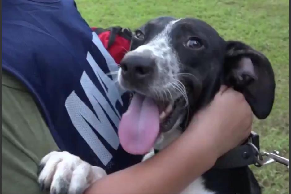 El perrito estaba atrapado dentro de una alcantarilla y los agentes lograron su rescate. (Foto: captura de video)