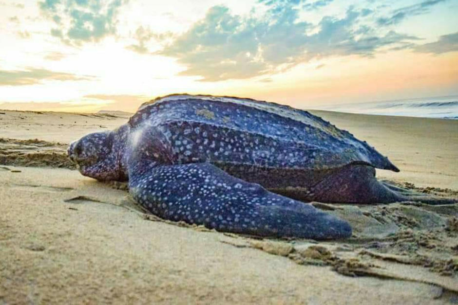 Luego de 20 años la tortuga dermochelys coriacea regresó a anidar a Guatemala. (Foto: Ecos del Pacífico)