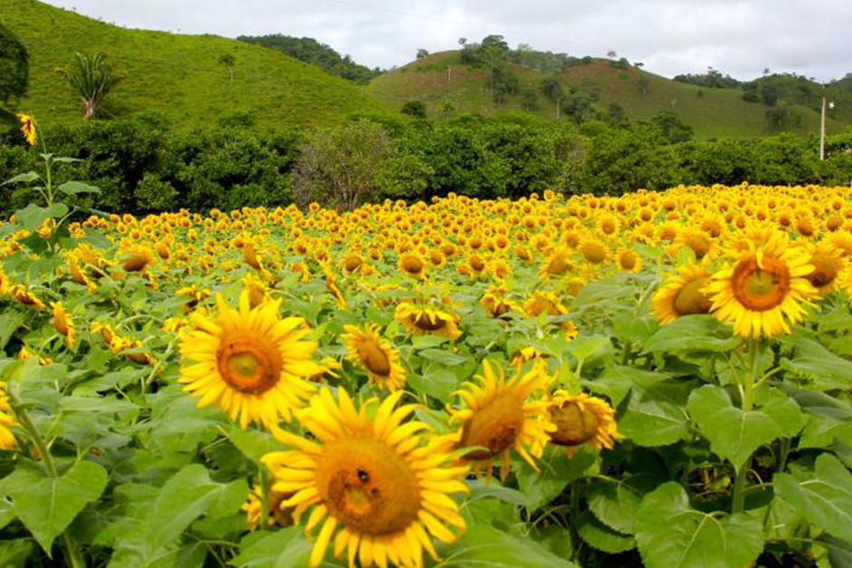 Hacienda San Vicente también ofrece servicio de hospedaje (Fotografía: Fredy Hernández Soy502)