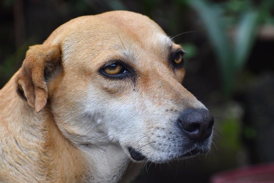 La perrita no deja de llegar a las afueras de la librería en la espera del regreso de su dueña y amiga. (Foto: Soy502)