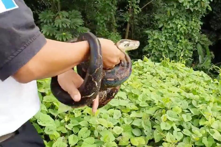 Los socorristas liberaron a la serpiente en un &aacute;rea alejada de la poblaci&oacute;n. (Foto: captura de pantalla)&nbsp;