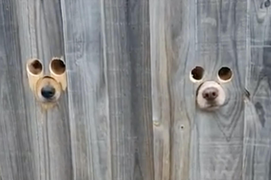 Estos perros asoman su cabeza por agujeros que su dueña construyó en un muro para que la vieran. (Foto: Videlo)