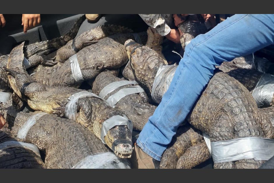 Los animales fueron rescatados durante varios operativos en Escuintla. (Foto: Ministerio de Gobernación)
