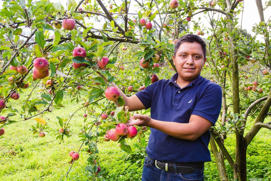 Mynor Algua&nbsp;adquiri&oacute; conocimientos administrativos, demostrando que las semillas dan frutos a su debido tiempo, y hoy es un ejemplo para otros emprendimientos agr&iacute;colas. (Fotograf&iacute;a cortes&iacute;a: Walmart)