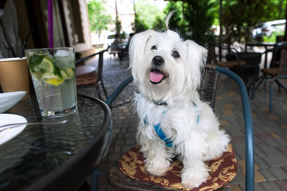 Tus mascotas ser&aacute;n bien atendidas en estos restaurantes (Imagen Ilustrativa: Shutterstock)