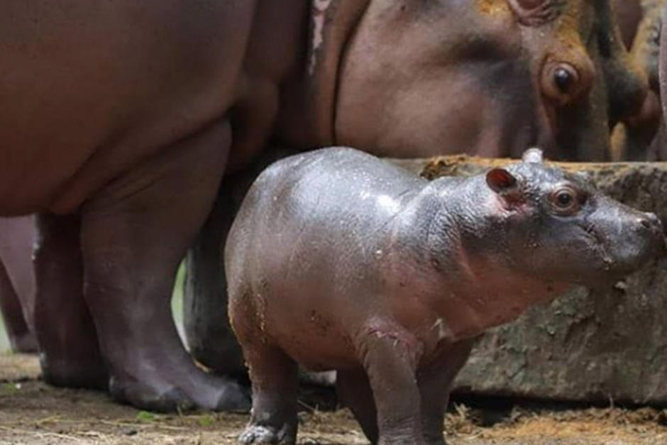 El pequeño fue presentado a inicios de octubre (Fotografía: Autosafari Chapin)