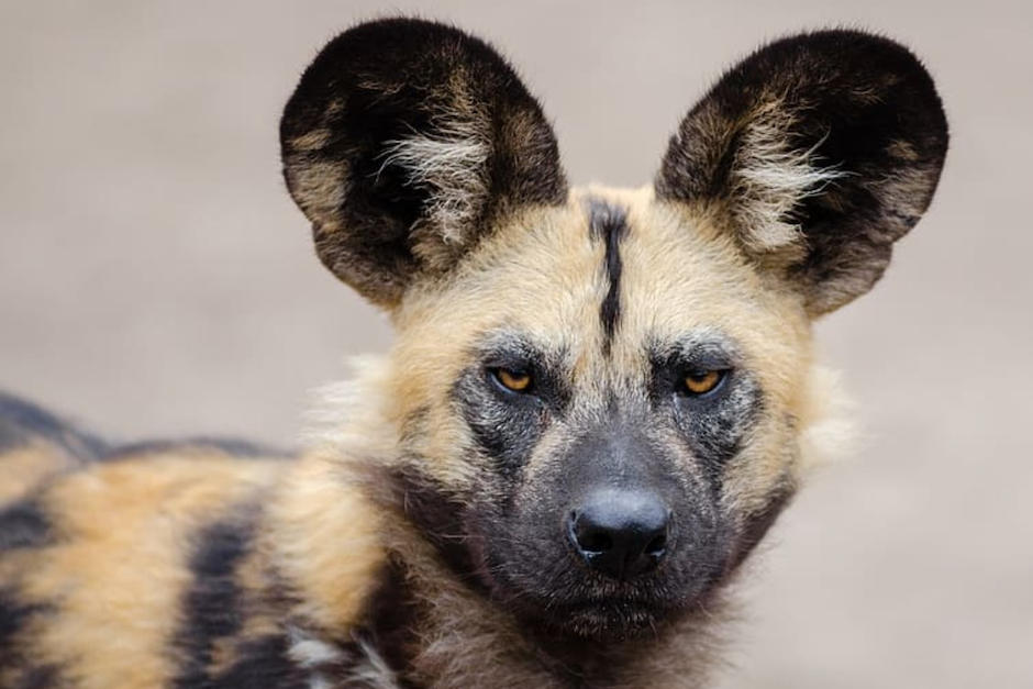 El Zoológico La Aurora presentó su camada de perros salvajes africanos. (Foto: Piqsels)