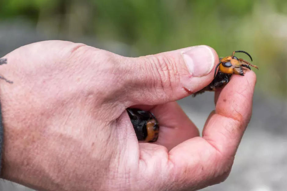 Eliminan primer nido de avispones gigantes. (Foto: AFP)&nbsp;