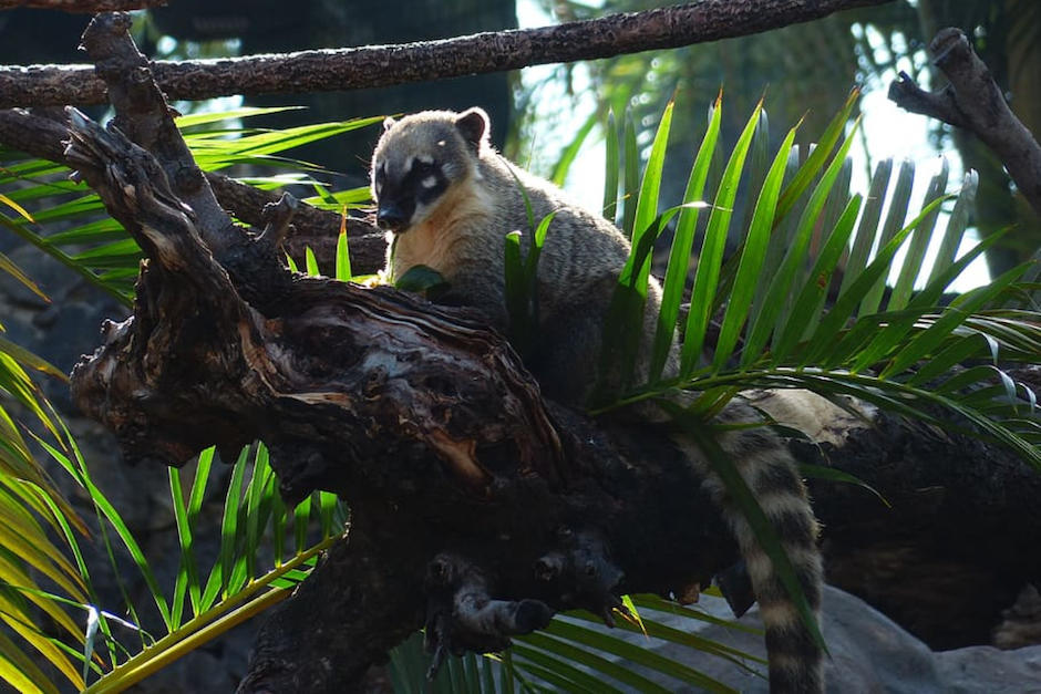 Una manada de pizotes busca alimento muy temprano en el Parque Nacional Tikal. (Foto ilustrativa: Piqsels)