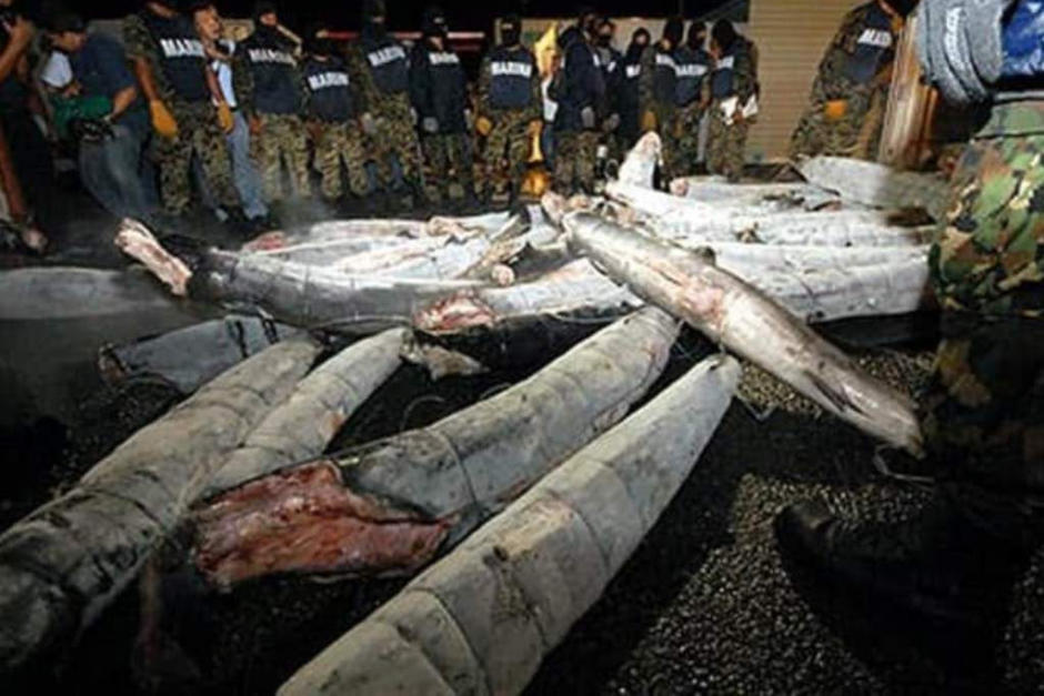 El Cártel de Sinaloa ha empleado hasta tiburones para el traslado de droga. (Foto: El Heraldo)