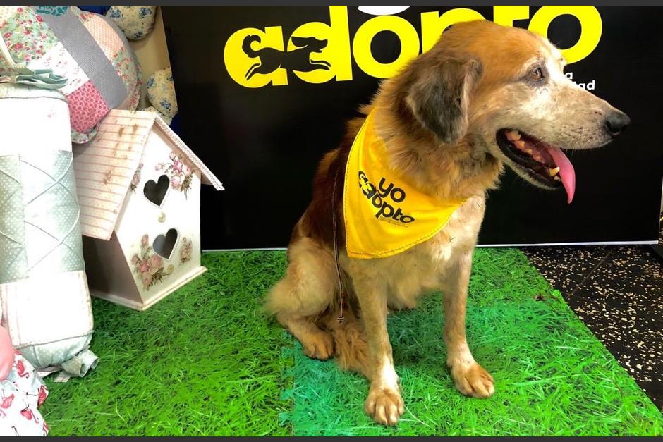 El perro espera encontrar un hogar donde le den el cuidado que busca. (Foto: Dirección de Defensa, Salud y Bienestar Animal)