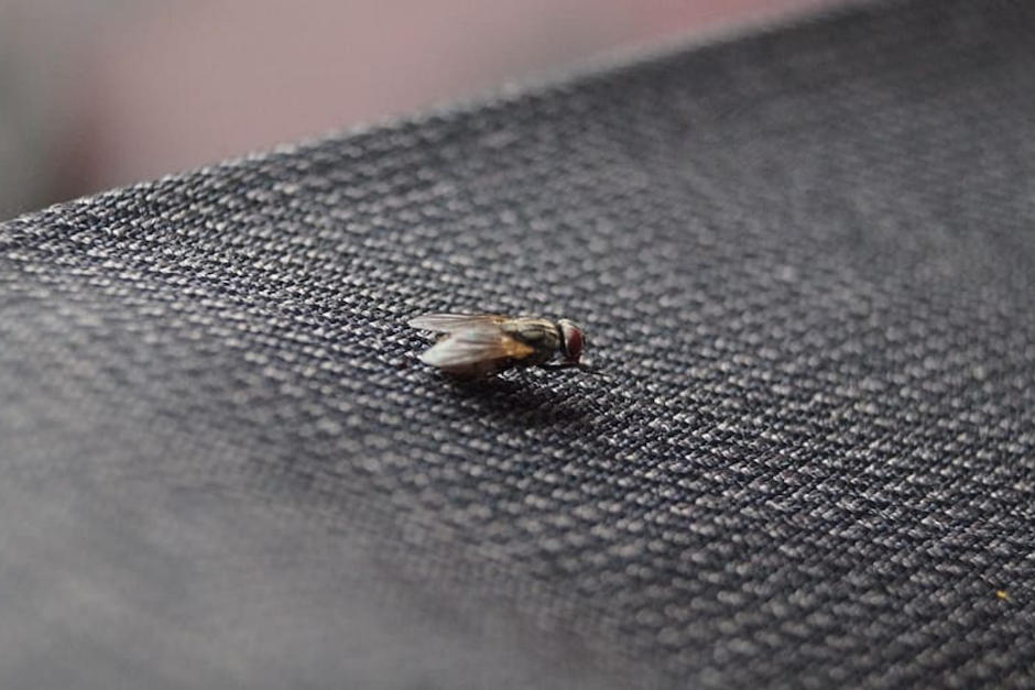 Estos consejos pueden ayudarte a evitar las molestas moscas en tu hogar. (Foto: Piqsels)