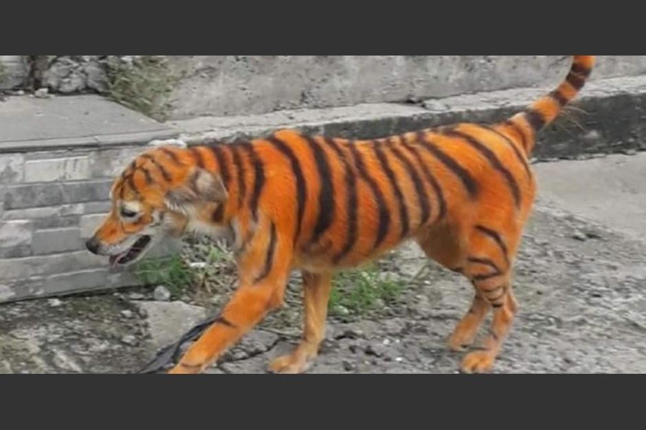 Se busca a los responsables de este acto que puso en peligro la vida del perro. (Foto: Asociaci&oacute;n de Protecci&oacute;n de Animales)