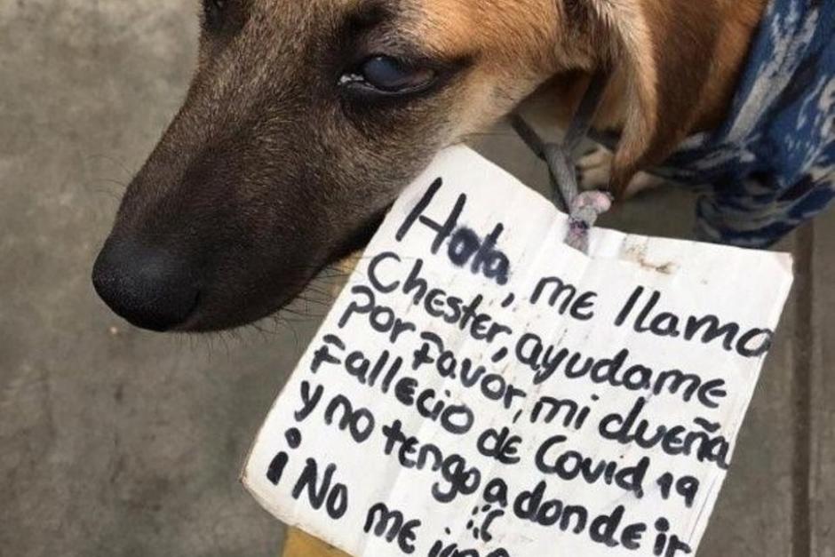 Chester llevaba un letrero en su cuello con su historia para buscar un hogar. (Foto: Huellitas Felices Per&uacute;)