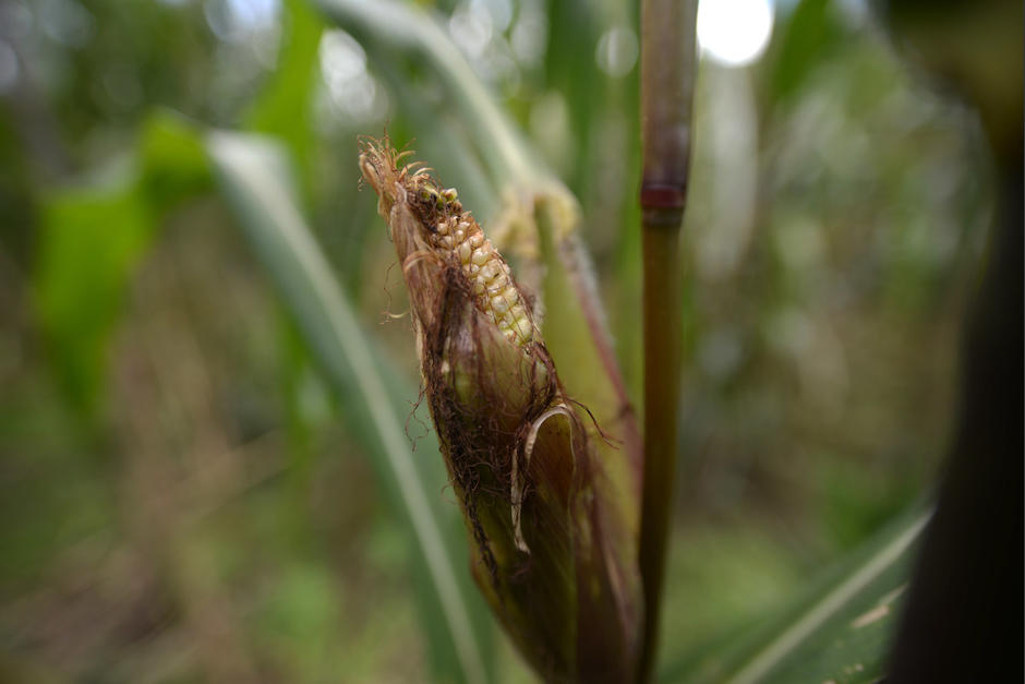 Las plantaciones de frijol y de ma&iacute;z se han visto afectados por la lluvia. (Foto: Wilder L&oacute;pez/Soy502)