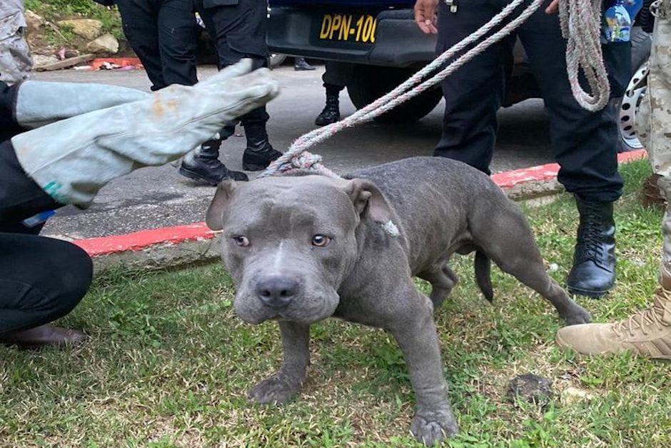 Los animales estaban en el sector 11 del Preventivo, donde guardan prisi&oacute;n miembros del Barrio 18. (Foto: Facebook)