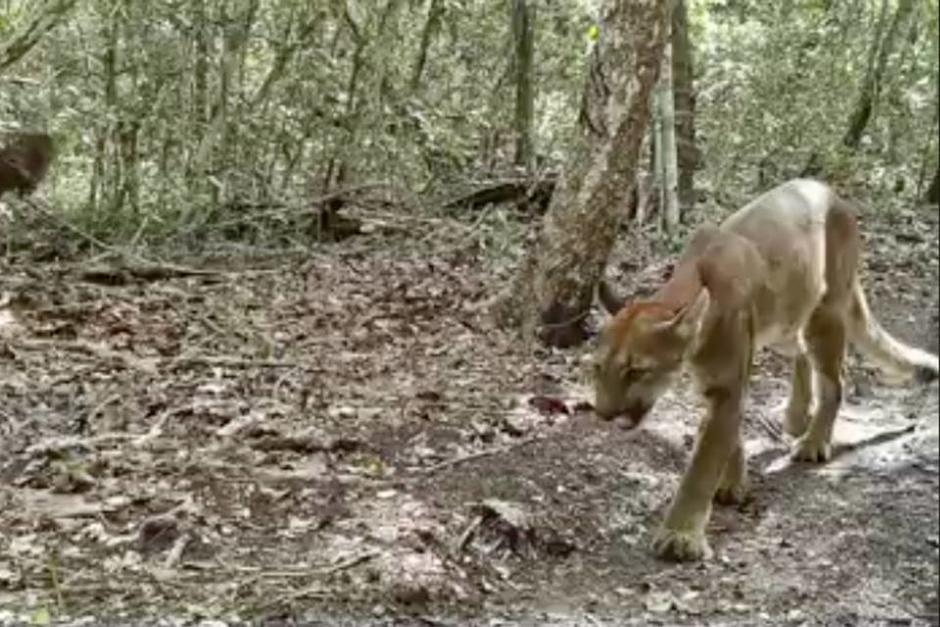 Las cámaras trampa captaron a 12 especies de animales en Petén. (Foto: WCS Guatemala Fundaeco)