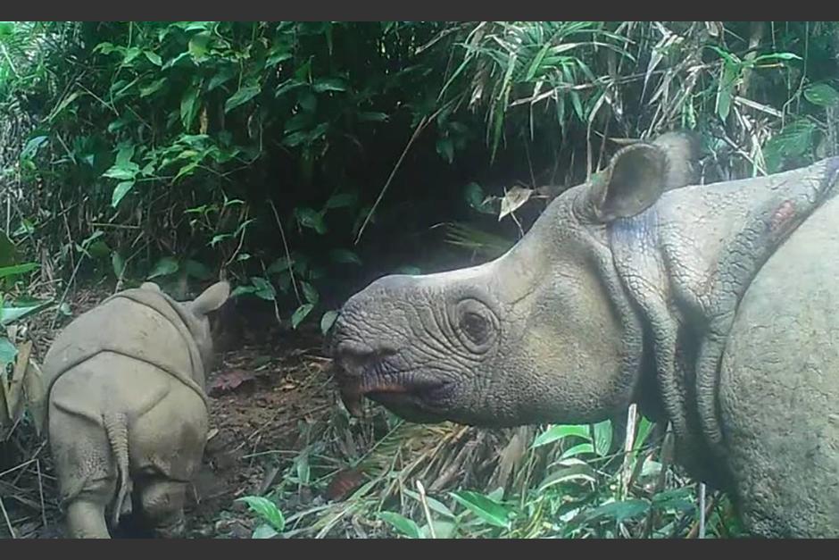 El rinoceronte de Java es una especie casi extinta. (Foto: AFP) &nbsp;