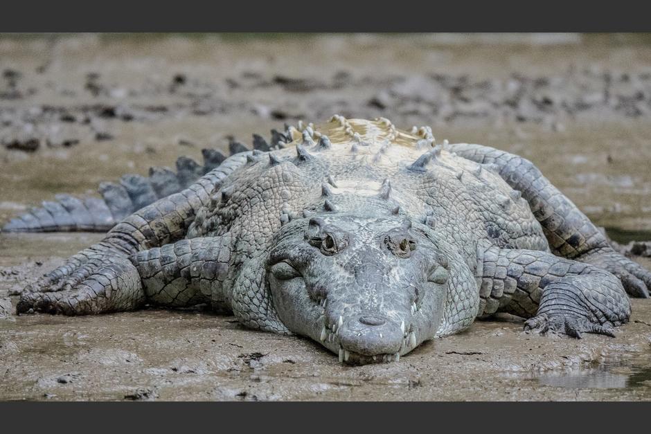 El cocodrilo no pudo defenderse a pesar de su gran tama&ntilde;o. Los cazadores celebraron la captura. (Foto: Freepik)