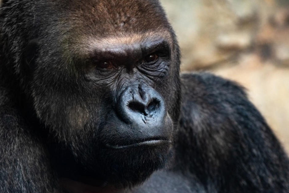La polic&iacute;a y el zoo est&aacute;n investigando el hecho (Fotograf&iacute;a: Freepik)