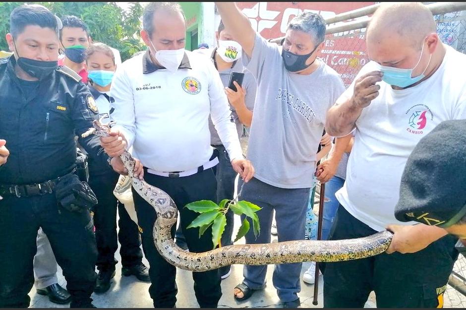 La serpiente fue rescatada por elementos de los Bomberos Voluntarios en el Centro Hist&oacute;rico. (Foto: Bomberos Voluntarios)