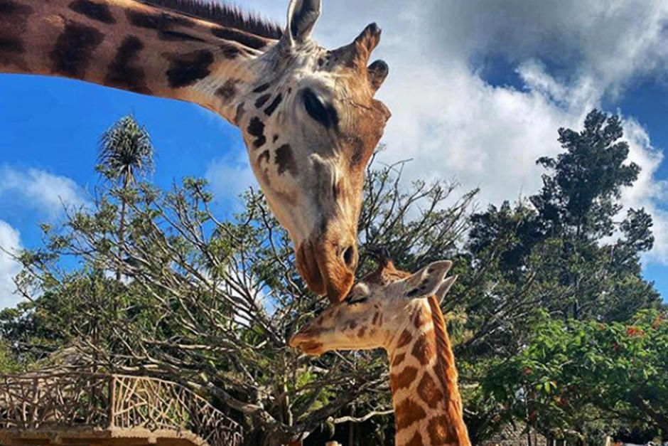 La diversidad de animales es un gran atractivo para los más pequeños (Fotografía: Zoológico La Aurora)