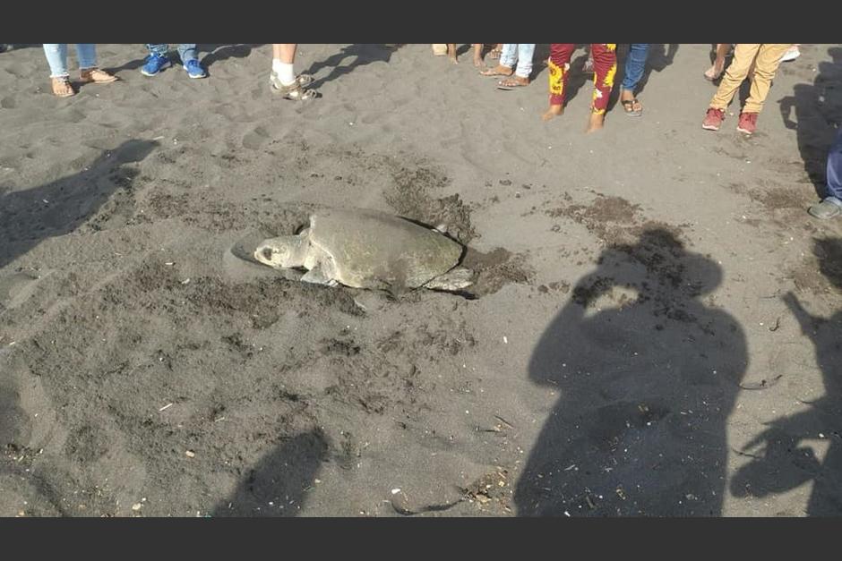 Veraneantes del Puerto de San José fueron sorprendidos por una tortuga marina. (Foto: Noticias Xtra GT)