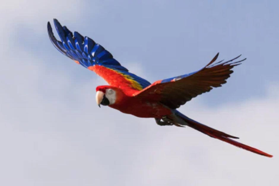 Las aves surcan los cielos centroamericanos. (Foto: Shutterstock)