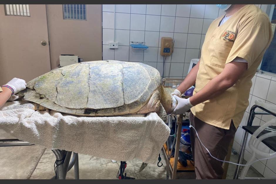 La tortuga carey fue asistida por guardarrecursos del Conap en Punta de Manabique, Izabal. (Foto: ZoolÃ³gico La Aurora)