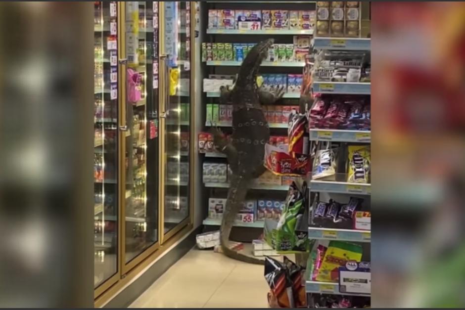 El lagarto monitor se trep&oacute; por las estanter&iacute;as ante la mirada de varios clientes sorprendidos. (Captura Video)