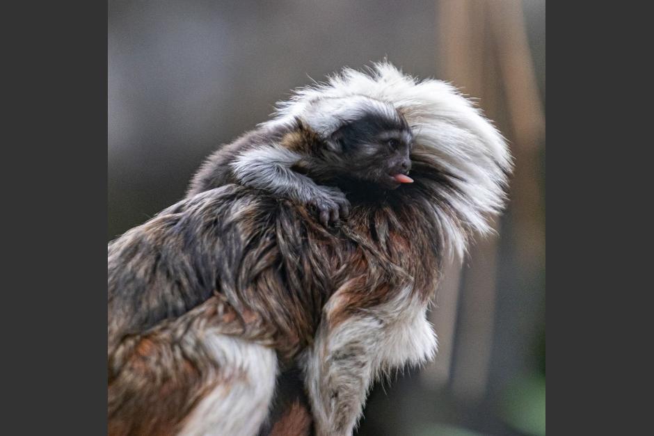 Esta especie se encuentra en peligro de extinci&oacute;n. (Foto: Zool&oacute;gico La Aurora)