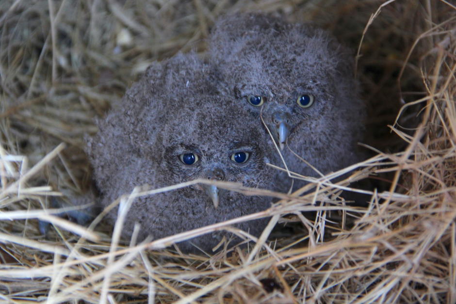 Dos polluelos de b&uacute;ho que fueron rescatados en Santa Rosa se recuperan y su rehabilitaci&oacute;n parece un &eacute;xito. (Foto: Fredy Hern&aacute;ndez/Soy502)