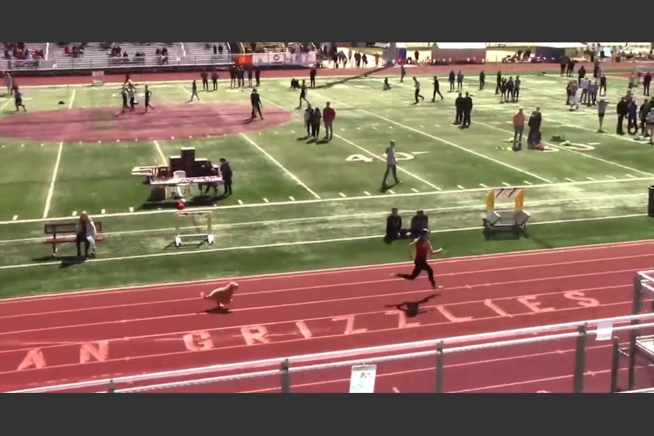 El perro sorprendi&oacute; a todos los que presenciaban la carrera. (Foto: captura de video)