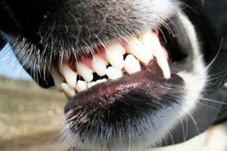 La pareja fue atacada por su perro en Villa Nueva. (Foto ilustrativa / Pinjury)&nbsp;