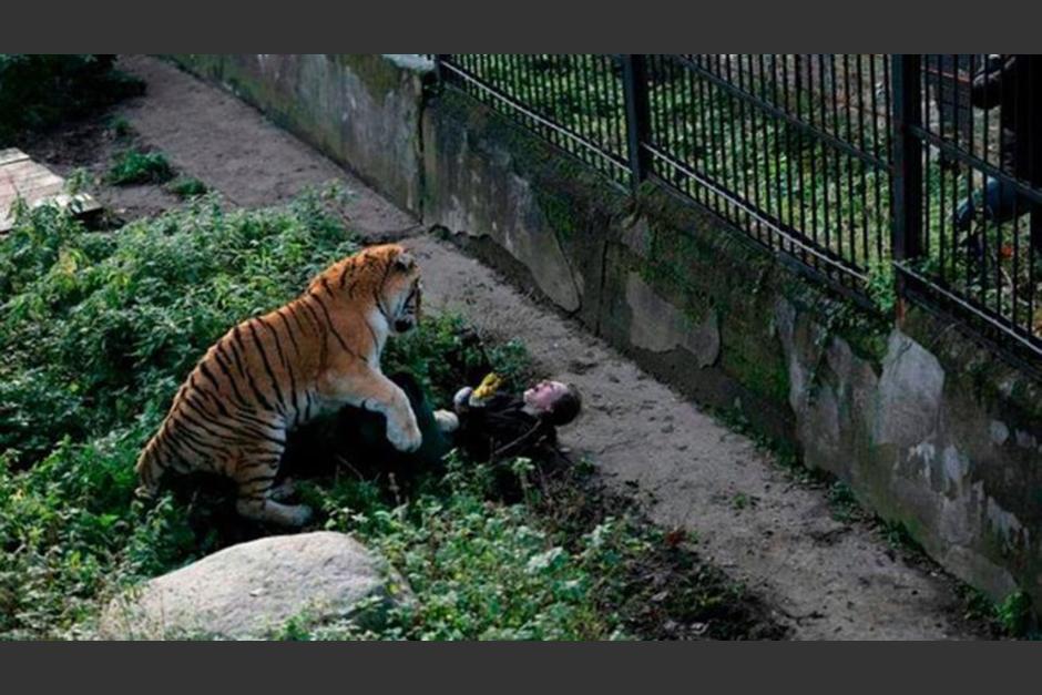 El agresi&oacute;n del felino dio a lugar al noroeste de China, en donde la v&iacute;ctima result&oacute; levemente herida. (Foto: Infobae)