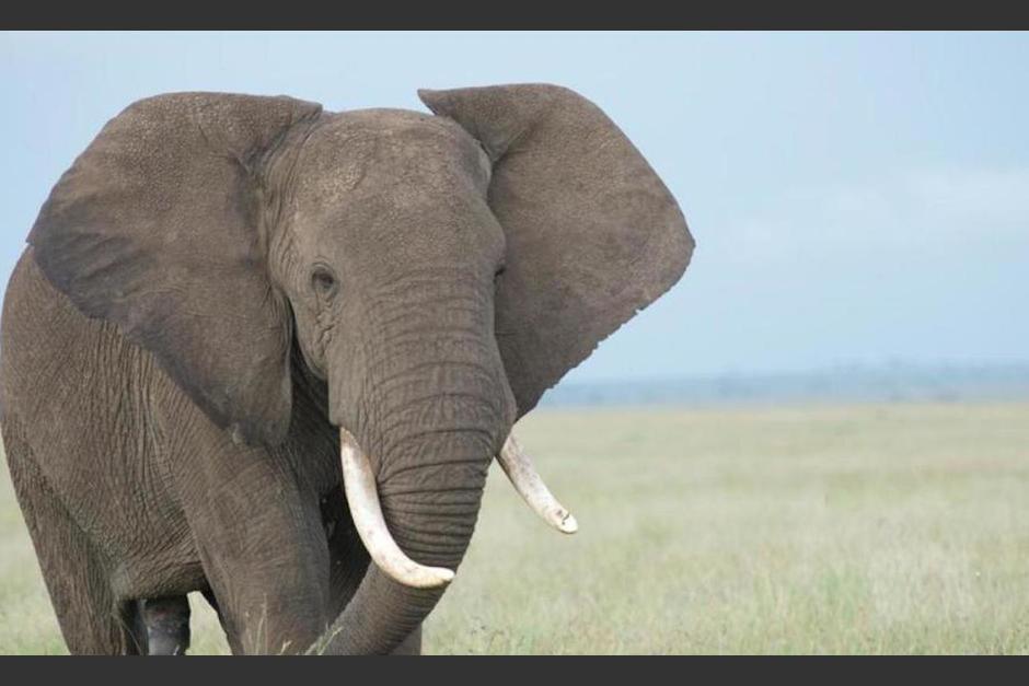 La Costa de Marfil se está quedando sin elefantes debido a la deforestación acelerada que se vive en el país africano. (Foto: La vanguardia)