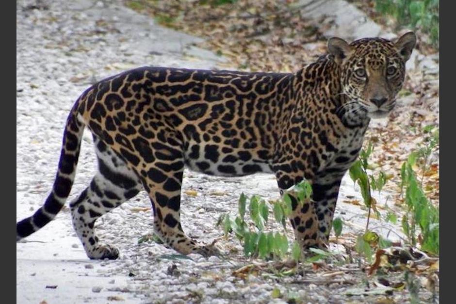 El jaguar fue captado por un fot&oacute;grafo en Pet&eacute;n. (Foto: Francisco Asturias/Facebook)&nbsp;