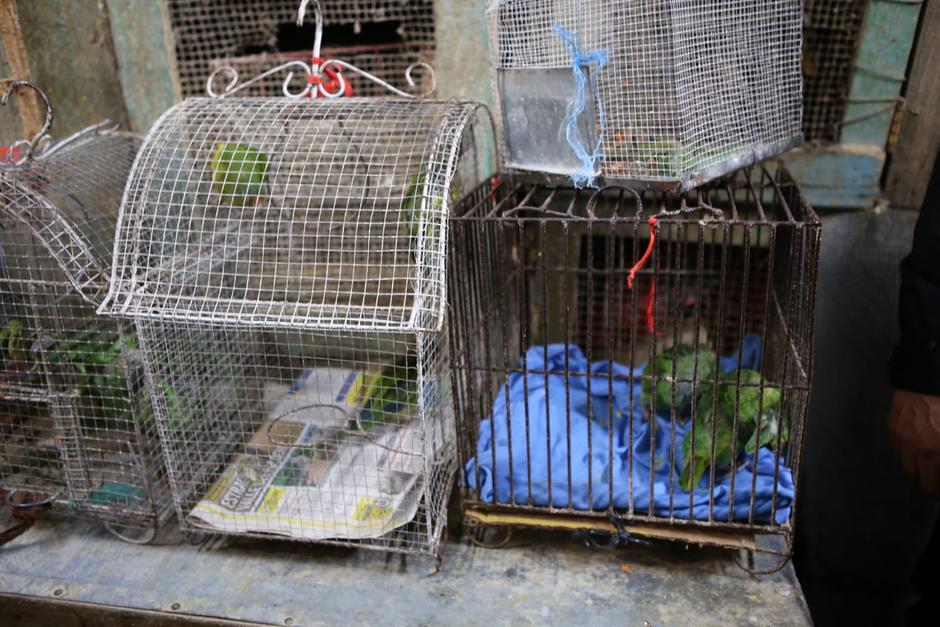 Animales silvestres eran comercializados en el mercado El Guarda, zona 11. (Foto: MP)